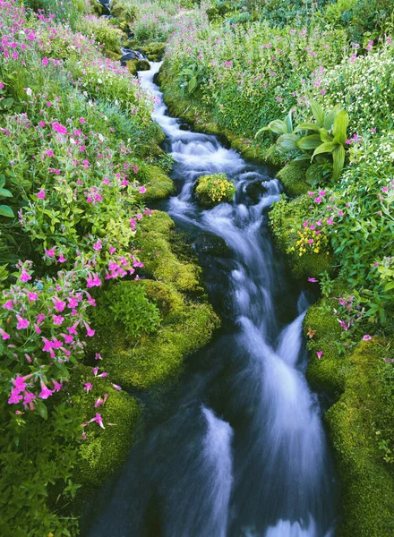 Lewis Apa Blommor Bredvid Flod — Stockfoto