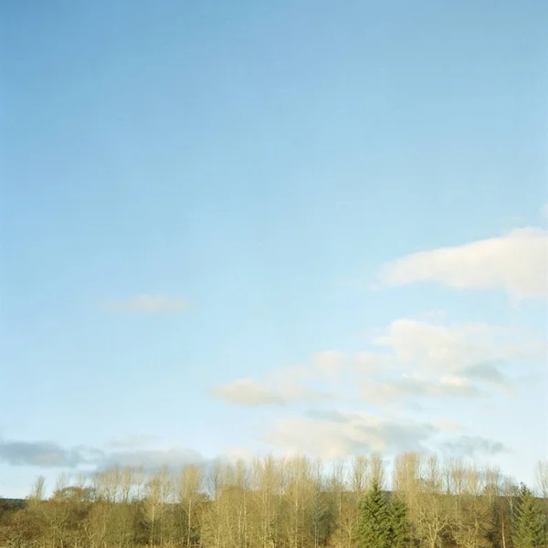 Landschaft Mit Kahlen Bäumen Und Blauem Himmel Lauder Berwickshire Schottland — Stockfoto