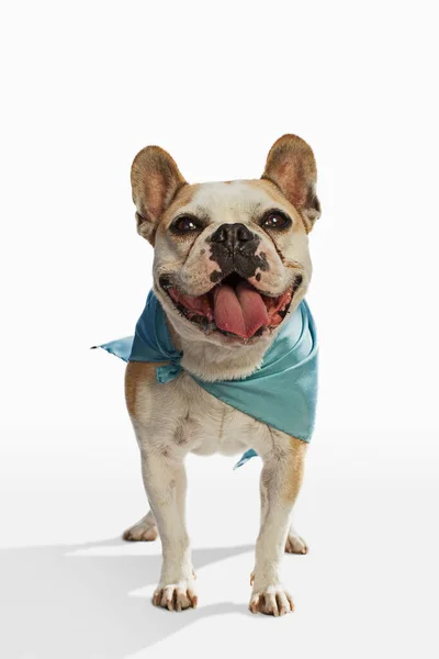 Fransız Bulldog Beyaz Arka Planda Yeşil Eşarp Takıyor — Stok fotoğraf