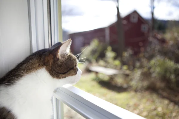 Un gatto che guarda attraverso una finestra — Foto Stock