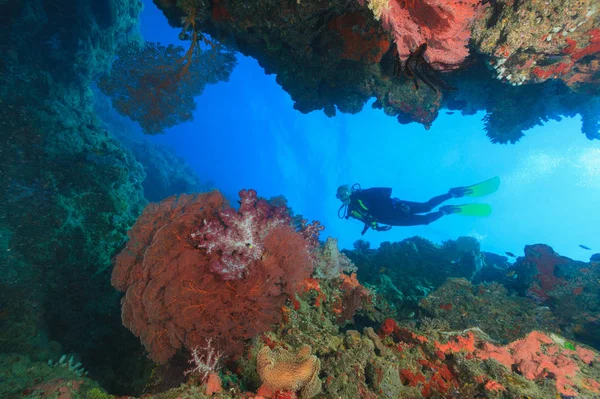 Potápěč Plave Korálovém Útesu — Stock fotografie