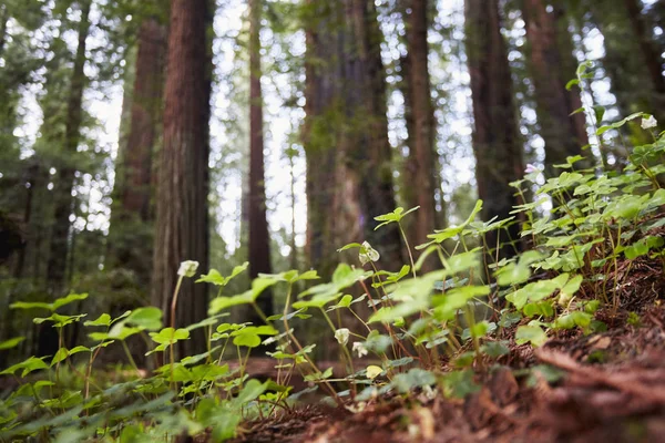 野生の花 フンボルト レッドウッド州立公園 カリフォルニア州 アメリカ — ストック写真