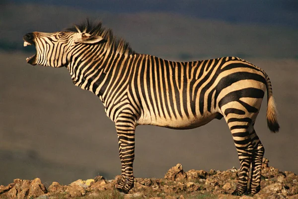 Zebra Auf Dem Boden Stehend — Stockfoto