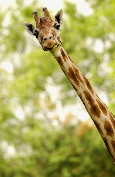 Gros Plan Une Girafe — Photo