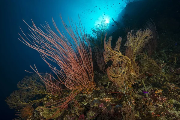 Mořské biče pod vodou u lokte Uepi, ostrov Uepi, Nová Británie, Šalamounovy ostrovy — Stock fotografie