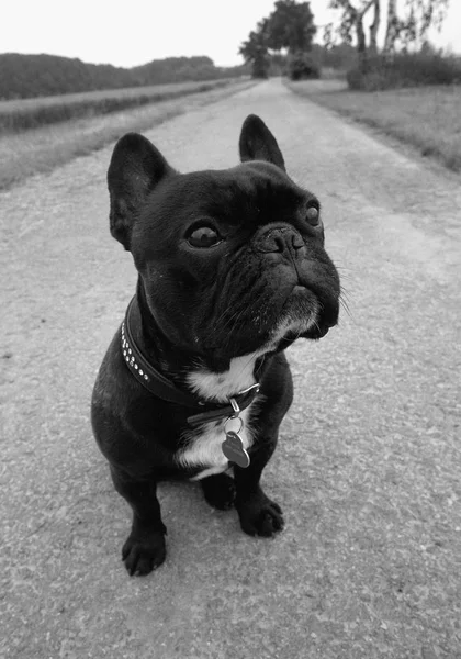 Bulldog Sur Terrain Noir Blanc Couleur — Photo