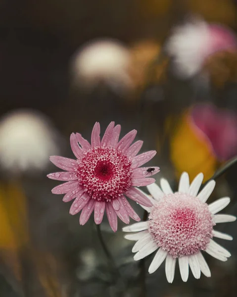 Macro tiro de um par de delicadas flores silvestres — Fotografia de Stock