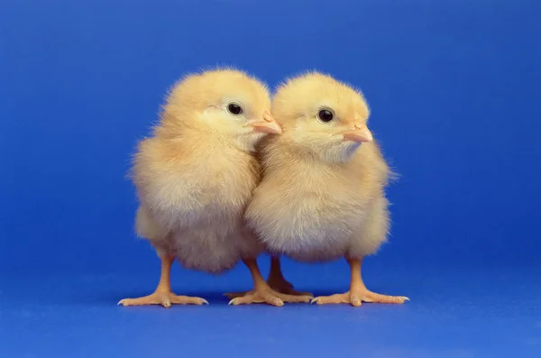 Dvě Kuřata Modrém Pozadí — Stock fotografie
