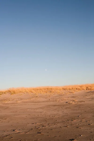 海草と砂の砂丘 — ストック写真