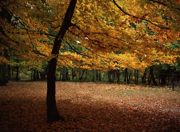 English forest in autumn — Stock Photo, Image
