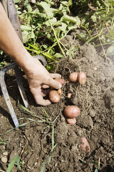 Farmer Harvesting Potatoes Organic Farm — Stok fotoğraf