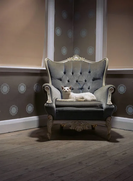 Gevulde kat in een fauteuil — Stockfoto