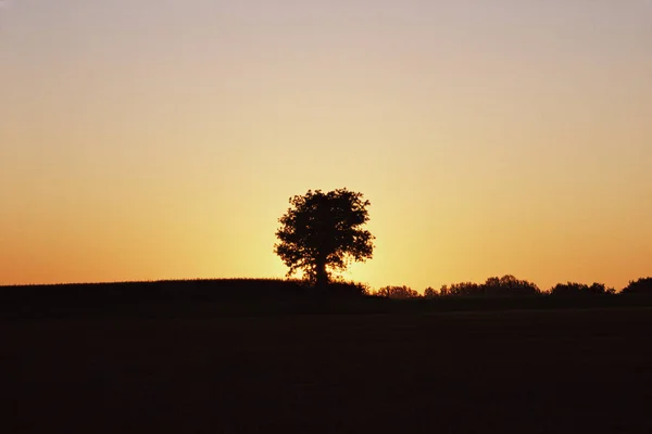 Träd Ett Fält Vid Solnedgången — Stockfoto