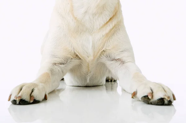 Hund Setzt Sich Auf Weiß — Stockfoto
