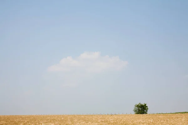 Arbre solitaire dans un champ, New York, USA — Photo
