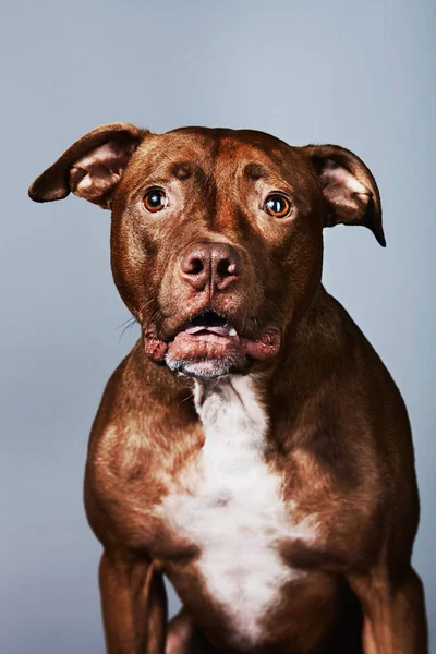 Porträt Eines Pitbulls — Stockfoto