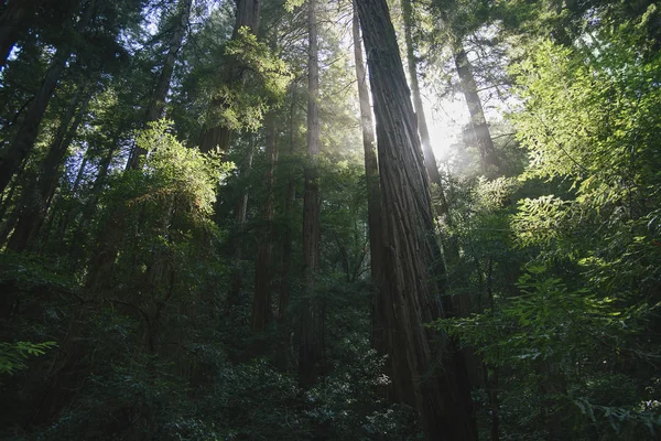 Δάσος στο φως του ήλιου, Mill Valley, Marin County, Καλιφόρνια, Usa — Φωτογραφία Αρχείου