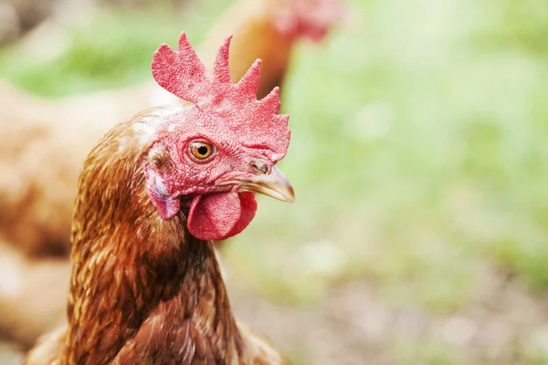 Primer plano de cockerel — Foto de Stock