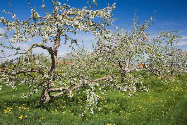 Fioritura Mela Alberi Campo — Foto Stock