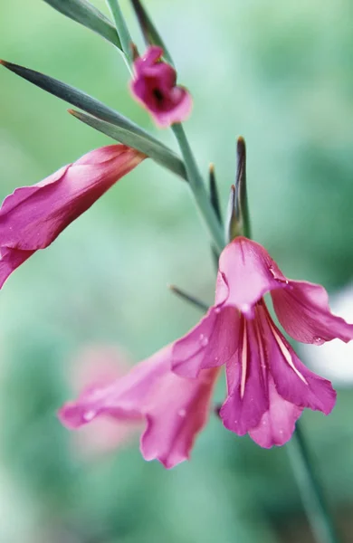 Gladíolo Rosa Perto — Fotografia de Stock