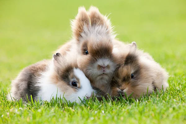 Tres Conejos Sentados Hierba — Foto de Stock