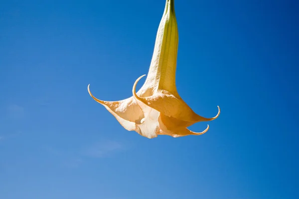 Żółty Kwiat Nad Niebem — Zdjęcie stockowe