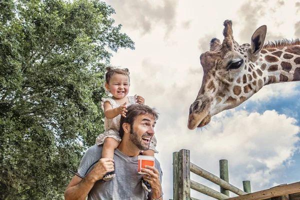 Giggling Menina Bebê Ombros Pais Alimentando Girafa Jardim Zoológico — Fotografia de Stock