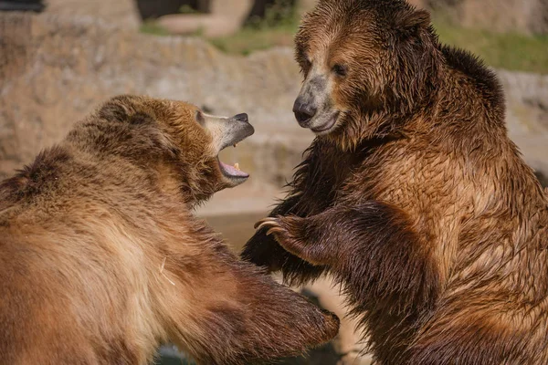 Два грізлі ведмеді грають в бійки — стокове фото