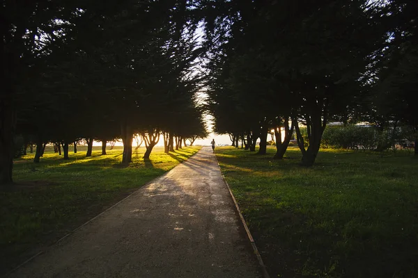 Silhouetted view of The Presidio park, San Francisco, California, Estados Unidos —  Fotos de Stock