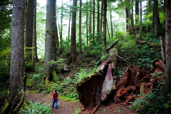 Mulher Caminhando Pela Floresta Com Árvore Caída — Fotografia de Stock