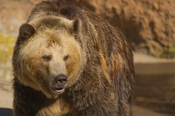 Ilska Grizzly Björn Går — Stockfoto