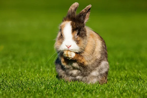 Un coniglio seduto sull'erba — Foto Stock