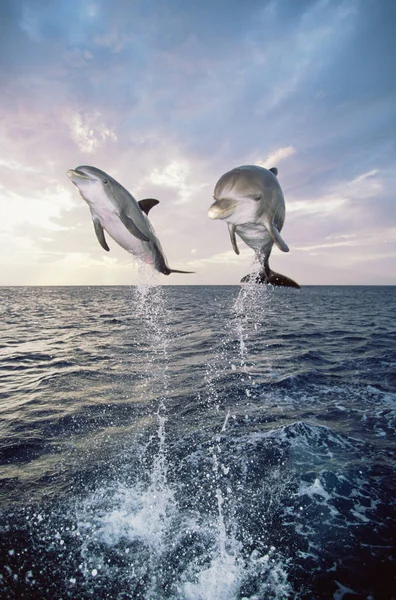 Dolphins Jumping Out Sea Stock Picture