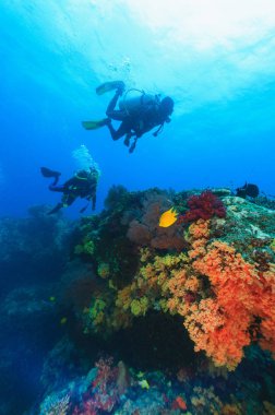 Mercan resiflerinde yüzen dalgıçlar