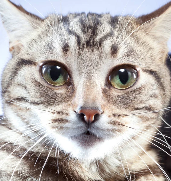 Πορτρέτο Της Γάτας Κοντινό Πλάνο — Φωτογραφία Αρχείου