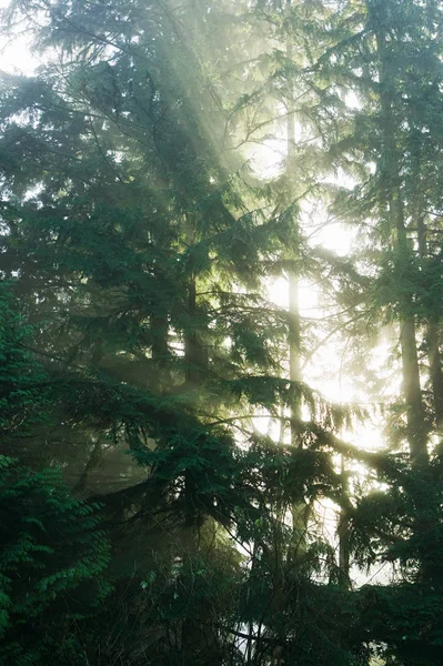 Luz solar em uma floresta — Fotografia de Stock