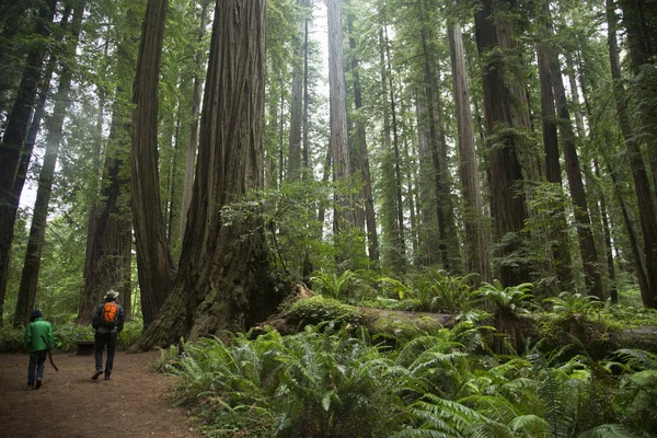 Pai Filho Parque Nacional Redwoods Califórnia Eua — Fotografia de Stock