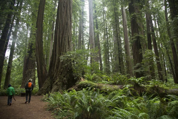 レッドウッド国立公園 カリフォルニア州 アメリカ — ストック写真