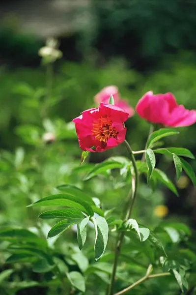 牡丹の花を閉じて — ストック写真