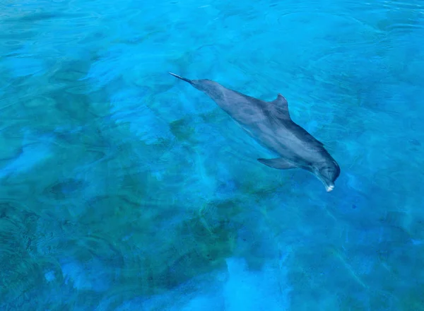 Delfin Blått Vatten — Stockfoto