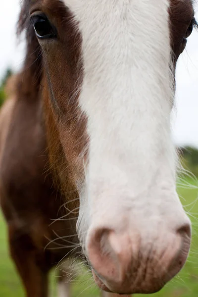 Horse Face Close — Stockfoto