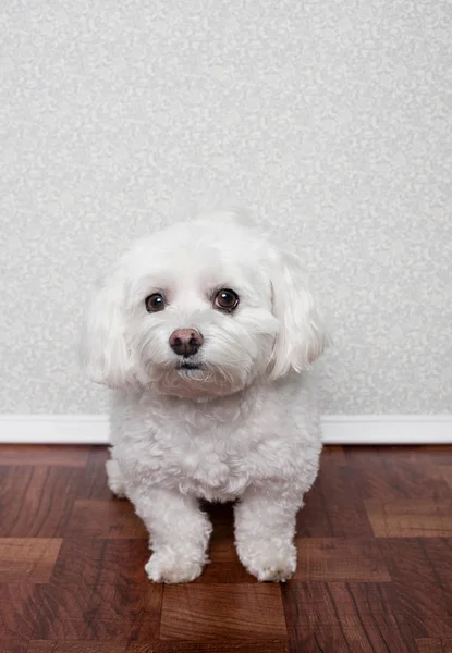 マルタ犬の肖像 — ストック写真