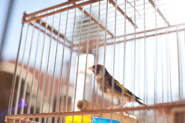 Vogel Käfig Aus Nächster Nähe — Stockfoto