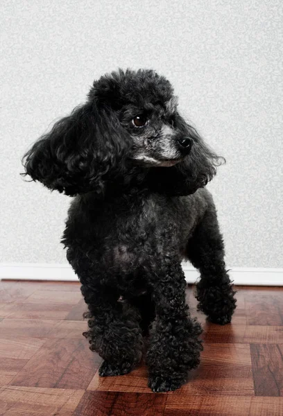 Portrait of a poodle — ストック写真