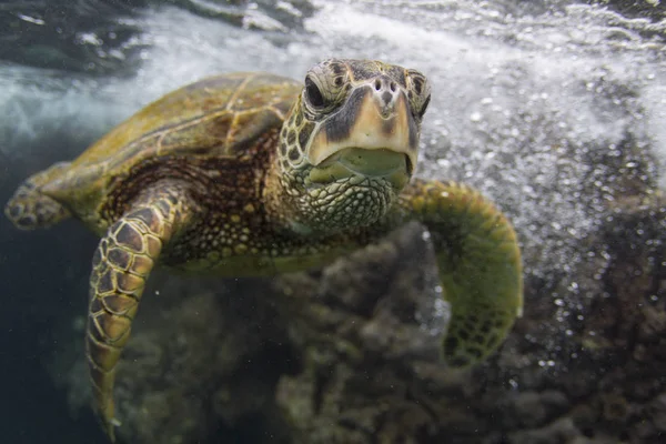Retrato submarino de tortuga nadando en el océano, Hawaii, EE.UU. — Foto de Stock