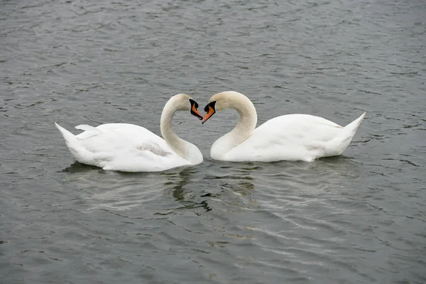 Two Swans Water — Stock Photo, Image