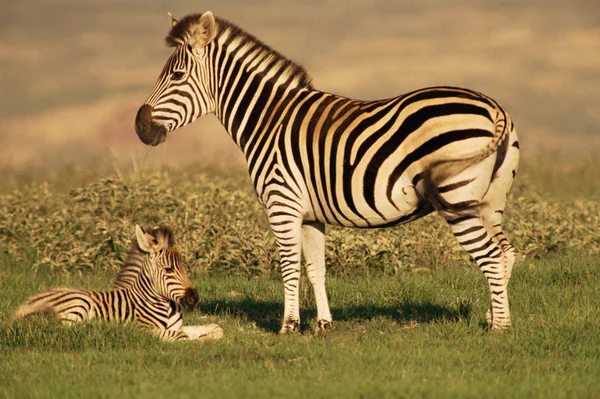 Burchells Zebra Grama — Fotografia de Stock