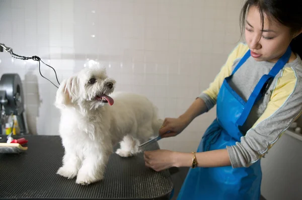 Woman grooming a terrier