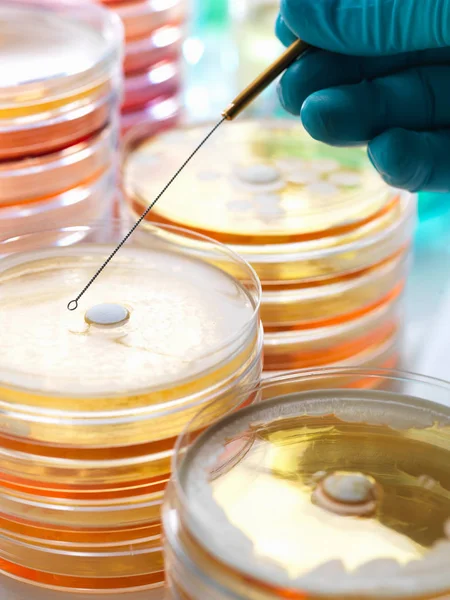 Antibiotikumokat Vizsgálnak Hogy Lássák Mennyire Ellenállóak Baktériumokkal Szemben — Stock Fotó