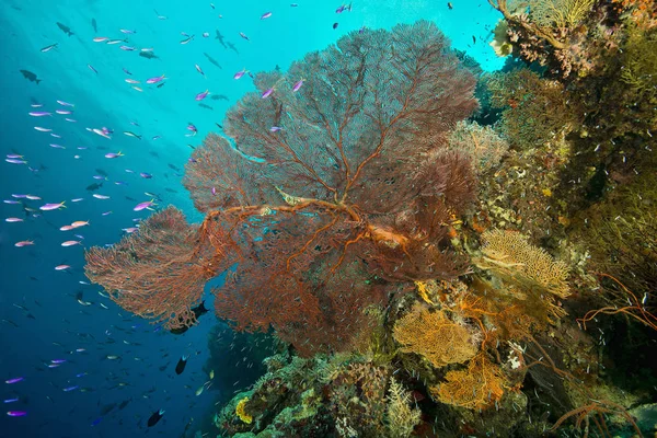 Korálové a mořské rostliny, Uepi Point, ostrov Uepi, Nová Británie, Šalamounovy ostrovy — Stock fotografie